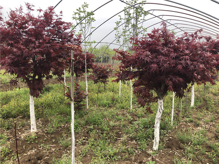 日本红枫耐寒最低温度