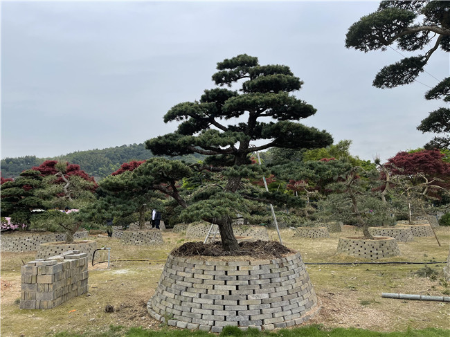 日本五针松