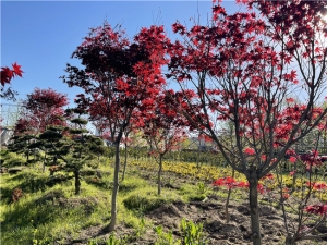 日本红枫