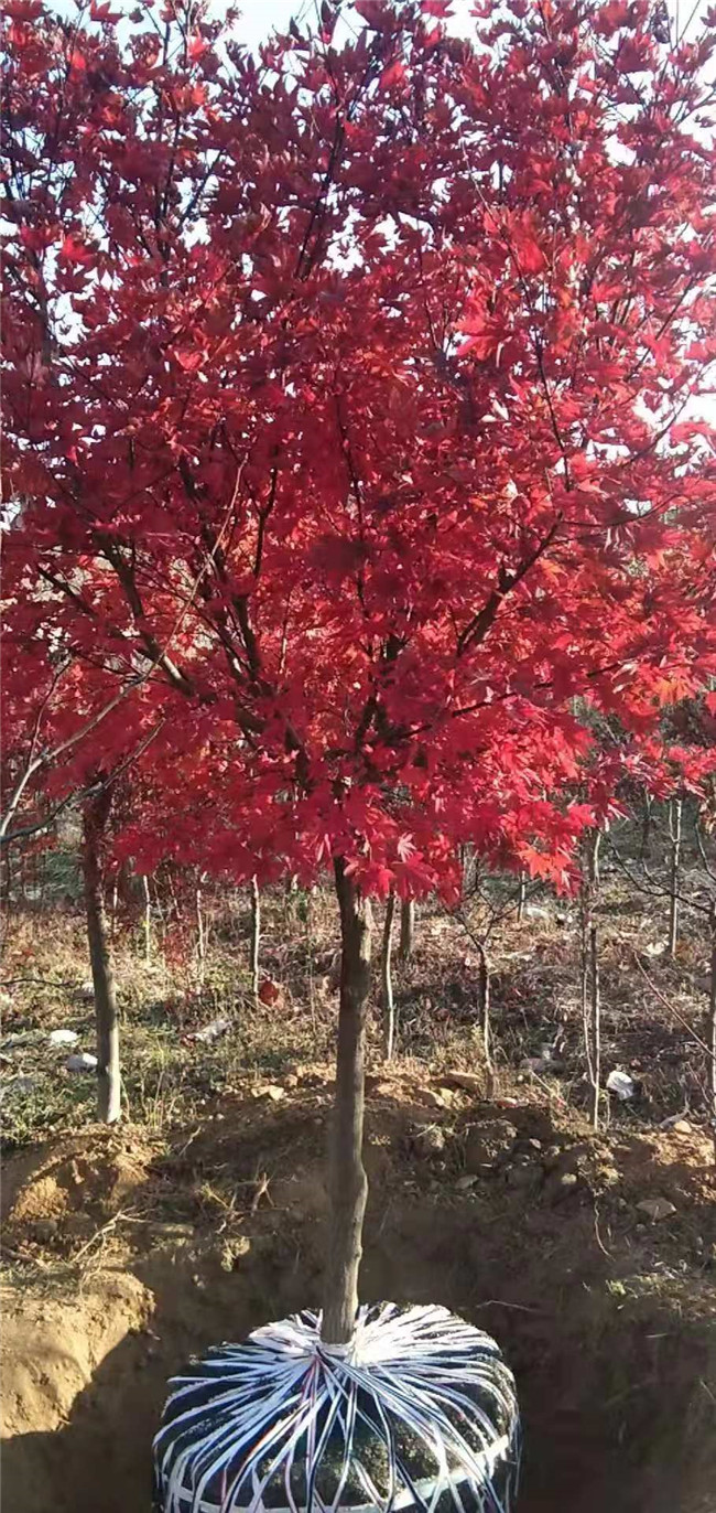 日本红枫