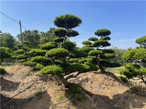 红豆杉