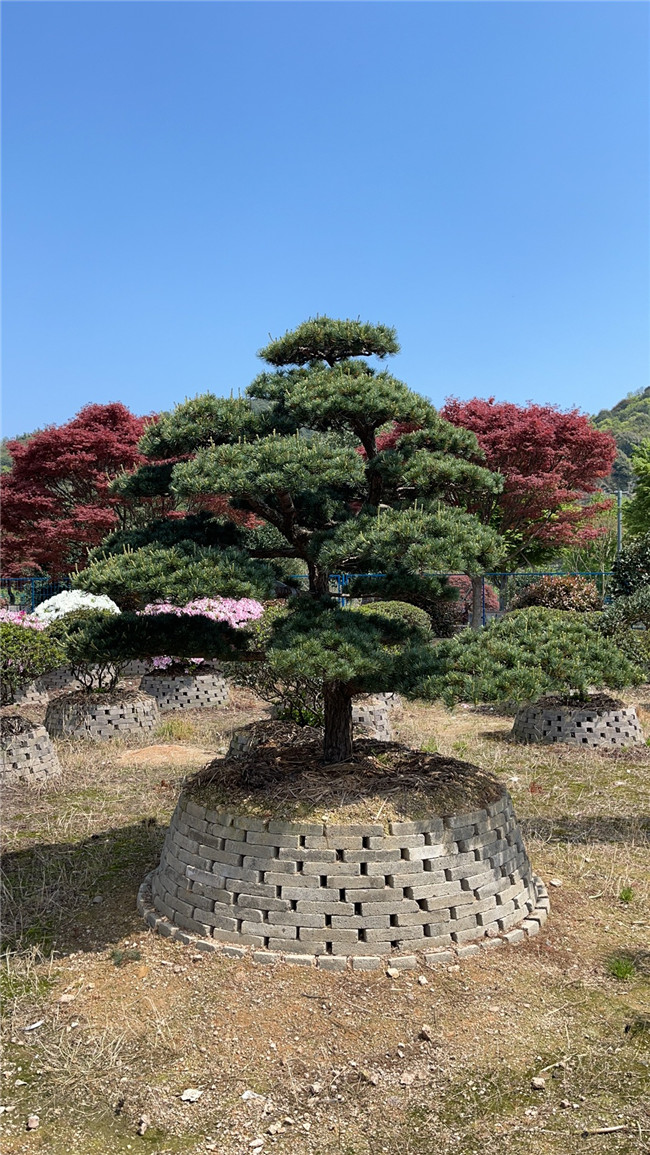 日本五针松