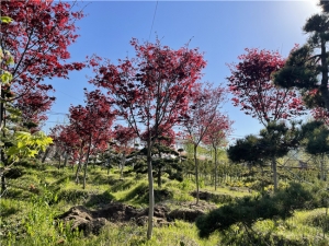 日本红枫